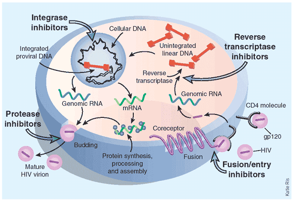 realizados com cada um deles. Figura 3: Etapas-alvo para bloqueio da replicação viral. Fonte: http://www.biology.arizona.edu/immunology/tutorials/aids/graphics/hiv_biology.