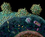 A proteína capsídica do vírus da imunodeficiência humano do