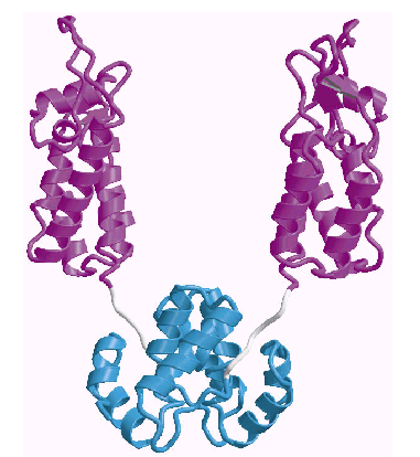 A proteína capsídica do HIV-1 (CA) N-terminal N-terminal