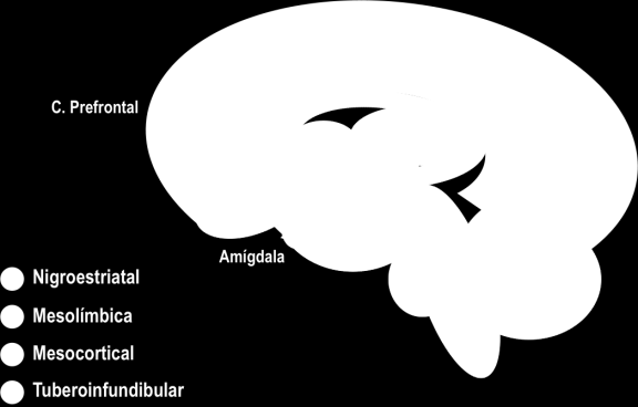 São conhecidos 5 tipos de recetores da dopamina: os recetores da família dopamina 1 que inclui D1 e D5 (distribui-se pelo córtex cerebral e gânglios da base), D2 (predominante no estriato), D3 e D4