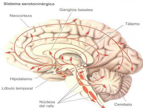 inibição serotoninérgica leva a aumento da dopamina em determinadas zonas do cérebro.