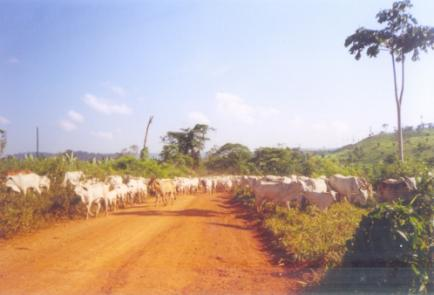 1 vaca até 500 mil reses 1996