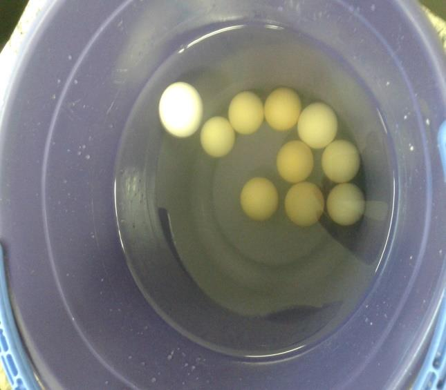 31 3.4.1. Densidade ou peso específico Figura 1- Avaliação da densidade dos ovos Fonte: Arquivo pessoal As densidades dos ovos foram aferidas através do método da flutuação, de acordo com Olsson