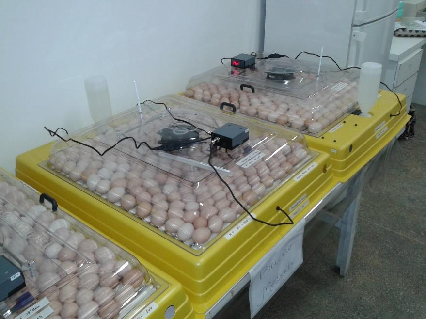 37 cada máquina, totalizando 600 ovos.