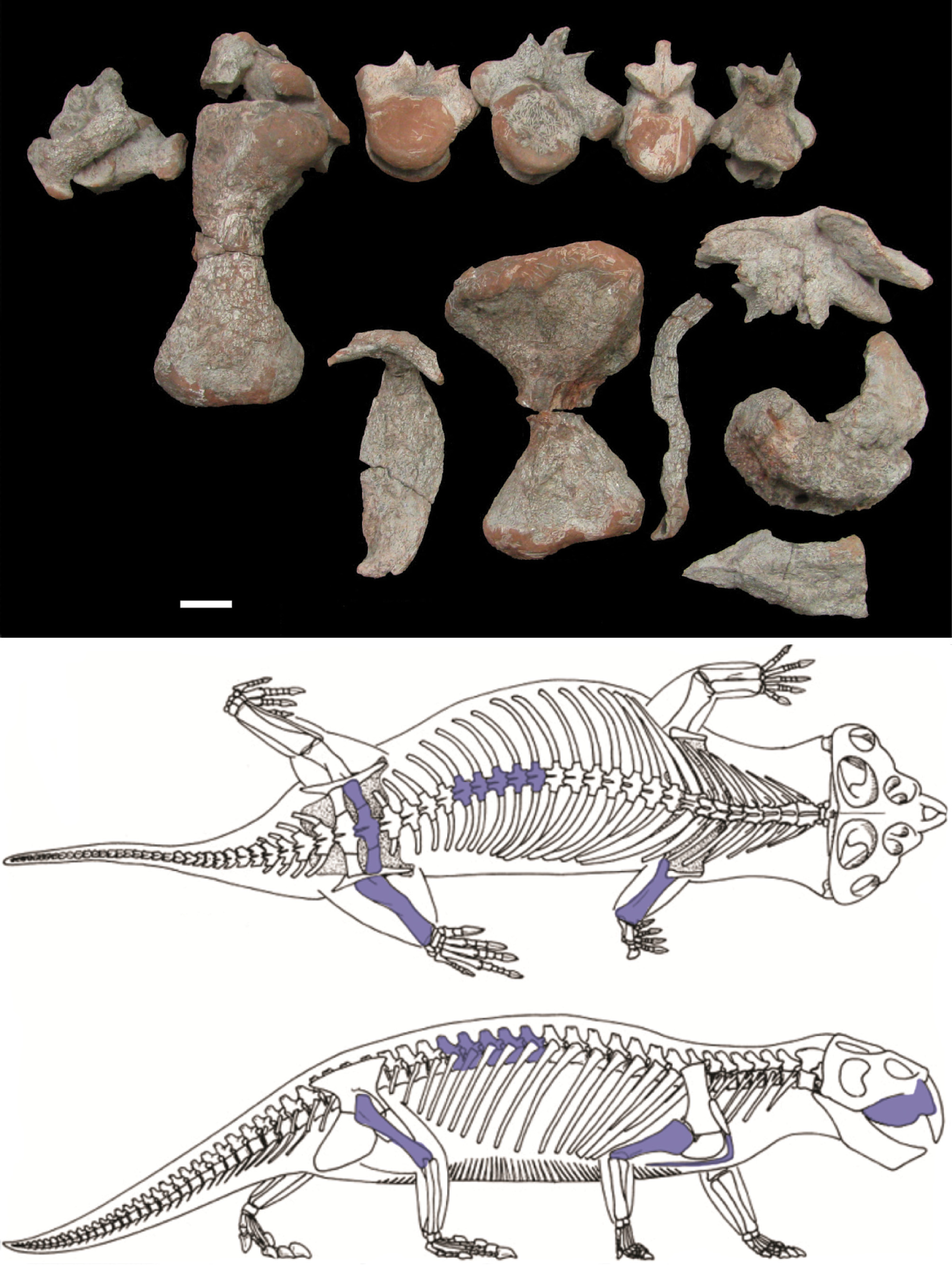 94 REVISTA BRASILEIRA DE PALEONTOLOGIA, 18(1), 2015 Figure 4. Studied material fossils (UFRGS-PV 1248-T). Top, photographs of the cranial and postcranial material.