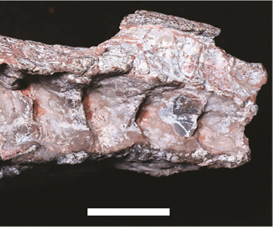 HORN ET AL. HYPERODAPEDON ASSEMBLAGE ZONE IN A RELICTUAL OCCURRENCE 95 A B C Figure 5. Cranial material (UFRGS-PV 1248-T).