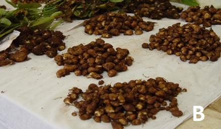 1 1 INTRODUÇÃO O mangarito (Xanthosoma mafaffa Schott) é uma hortaliça alternativa nãoconvencional da família Araceae, originário das Antilhas recebendo denominações como tannia, tiquisque, malangay.