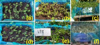 Figura 4 Desenvolvimento das pantas com substrato controle (100% terra preta vegetal): 15 dias após o plantio (a) com 60 dias de desenvolvimento (b).