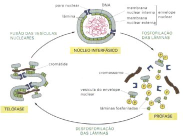 Rompimento do envoltório nuclear Ciclina B-Cdk1 Fosforilação das laminas nucleares Fragmentação do envelope nuclear Degradação das ciclina B-Cdk1 Inativação de Cdk1 Defosforilação das lâminas e