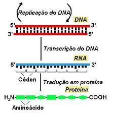 NÚCLEO SÍNTESE DE PROTEÍNAS Para produzir uma proteína, precisamos de 2 fases: - Transcrição do código genético - Tradução desse código genético Código genético - São as informações codificadas no
