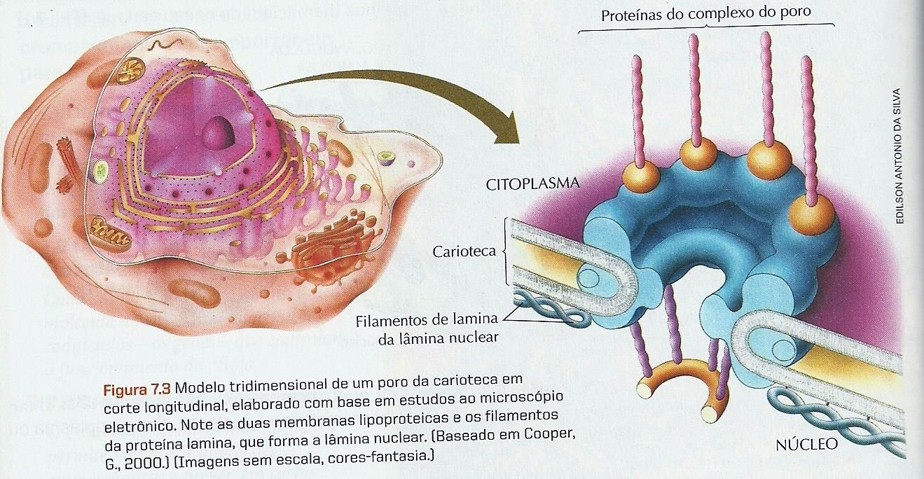 NÚCLEO CELULAR POROS DA CARIOTECA: A carioteca é perfurada por milhares de poros, através das quais determinadas substâncias entram e saem do núcleo.