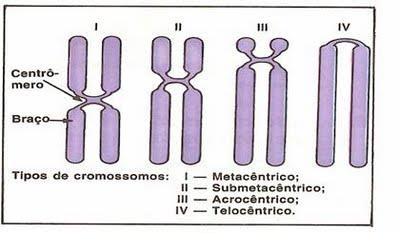 CLASSIFICAÇÃO DOS CROMOSSOMOS Células Diplóides ou somáticas - dois conjuntos de