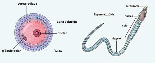 CONCEITOS DE DIVISÃO CELULAR HAPLÓIDES: é a célula que pelo processo de gametogênese transformou-se de célula que compunha o corpo do ser vivo e lhe dava as características externas (FENÓTIPOS) e