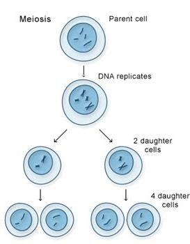 DIVISÃO CELULAR - MEIOSE A meiose ocorre somente nas células da linhagem germinativa.