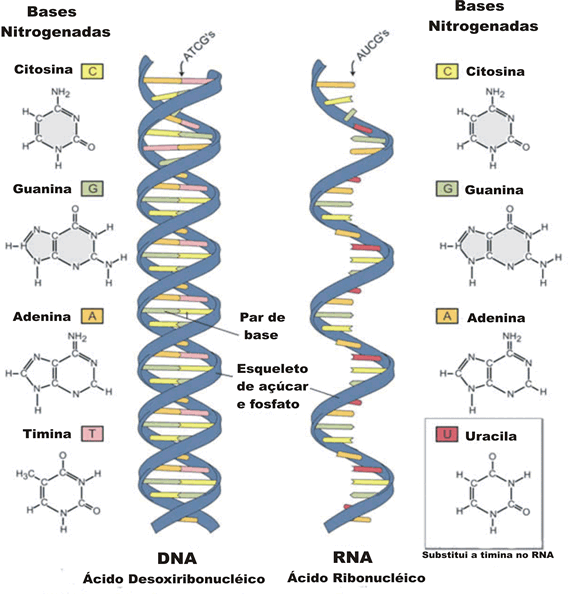NÚCLEO ÁCIDOS NUCLÉICOS Outra diferença importante entre as moléculas de DNA e a de RNA diz respeito às bases nitrogenadas: no DNA, as bases