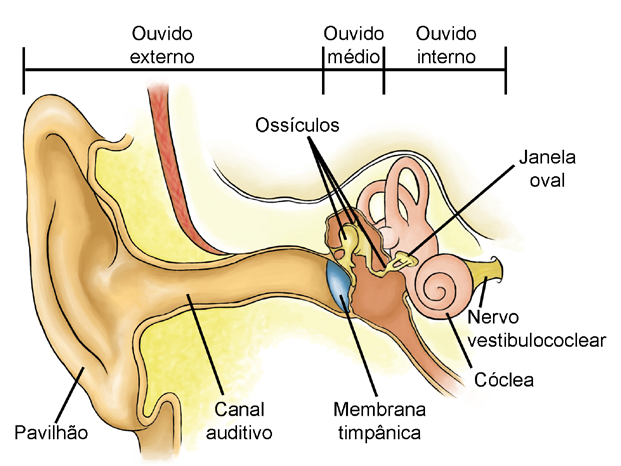 10 Fisiologia Sistema sensorial - Audição O processo da audição A recepção e a tradução da informação sonora (animação 19) em atividade neural são feitas pelo ouvido, o qual pode ser subdividido em