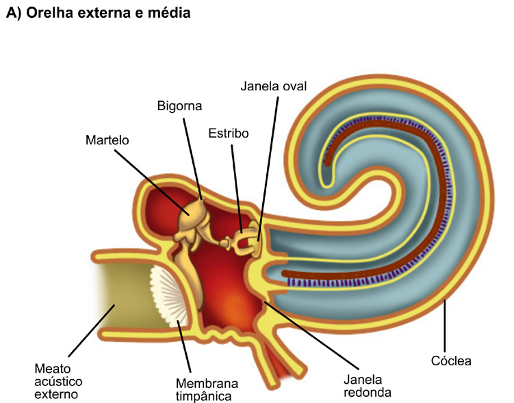 12 Fisiologia 4 5 Figura 2.