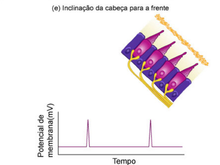 14 Fisiologia 1 2 3 4 5 6 7 8 Figura 2.