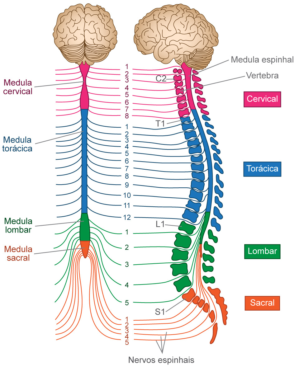 Semana 2 Sistema Nervoso 17 Os axônios aferentes primários do sistema sensorial somático formam uma vasta rede, que percorre os nervos periféricos, e são os responsáveis pelo transporte da informação