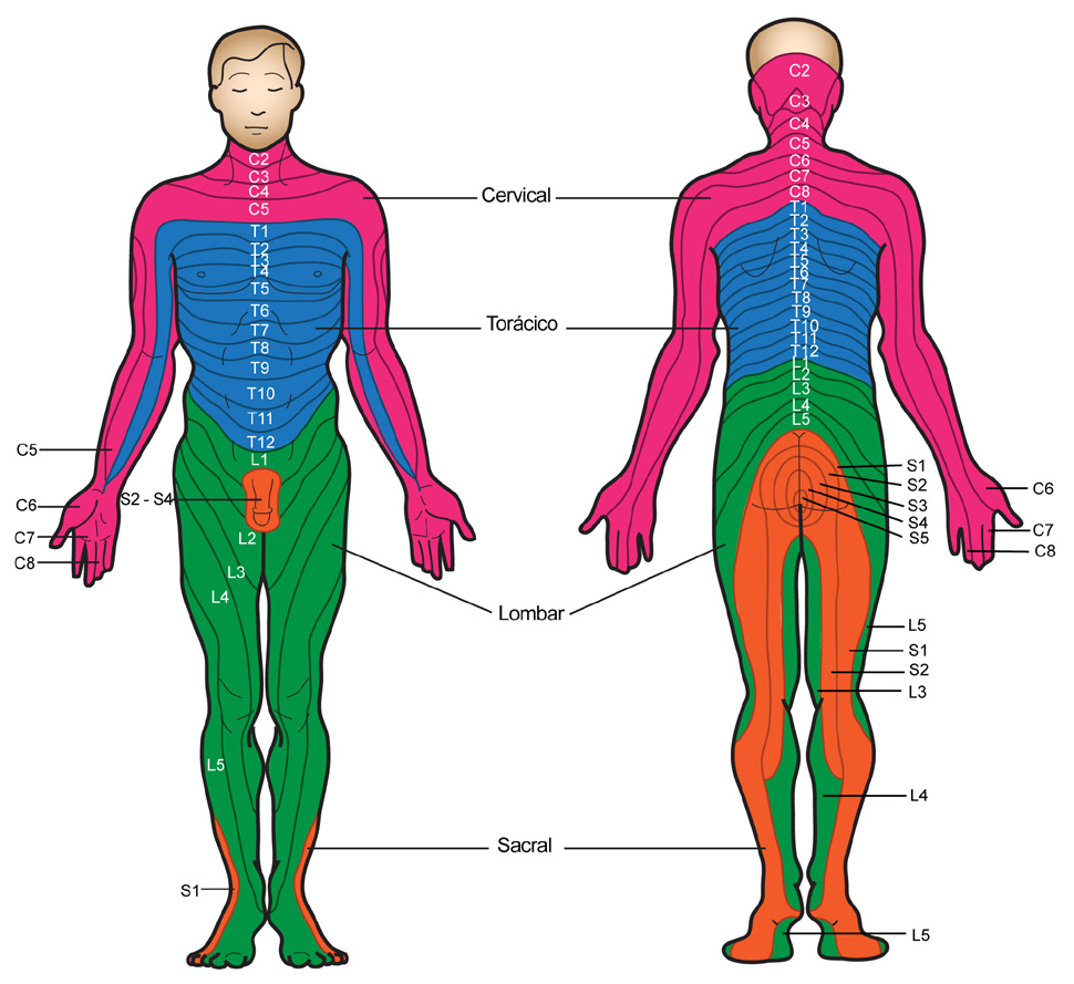 18 Fisiologia Figura 2.35: Nervos espinhais - correlações no corpo humano.