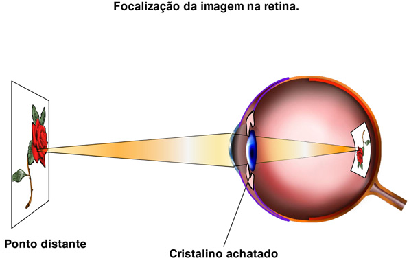 Semana 2 Sistema Nervoso 7 Sistema sensorial - Visão O processo da visão O sistema visual é o responsável pela obtenção de informações do ambiente externo a partir da percepção da energia