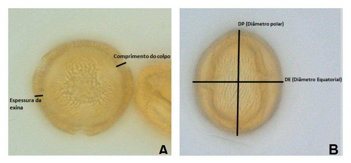 14 Figura 3. Lâmina contendo o fragmento da gelatina glicerinada com grãos de pólen acetolisados e lamínula. 6.