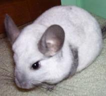 Chinchillas Recanto da Paineira Desde 1985 acompanhando seus amiguinhos Linha Pet 2014 (11) 4666 9477 (11) 99199 0539 (Pronto auxilio 24 horas) NOSSAS CHINCHILAS DE ESTIMAÇÃO SÃO SAUDÁVEIS, FORTES E