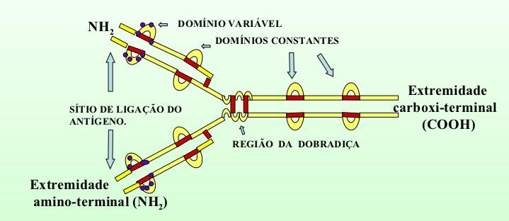 ESTRUTURA DOS ANTICORPOS: Cada cadeia leve possui um domínio variável e um constante.