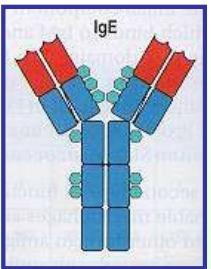 CLASSES E FUNÇÕES DOS ANTICORPOS IgE É encontrada nas membranas superficiais dos mastócitos e basófilos em todos os indivíduos.