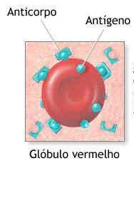 Antígenos (Ag) São estruturas solúveis ou particuladas reconhecidas pelo organismo como estranha ou non self.