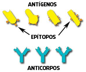 Antígenos ESTRUTURA DOS ANTÍGENOS Epítopos: Sinônimo de determinante antigênico- é a menor porção da estrutura antigênica responsável pela propriedade de estimular linfócitos