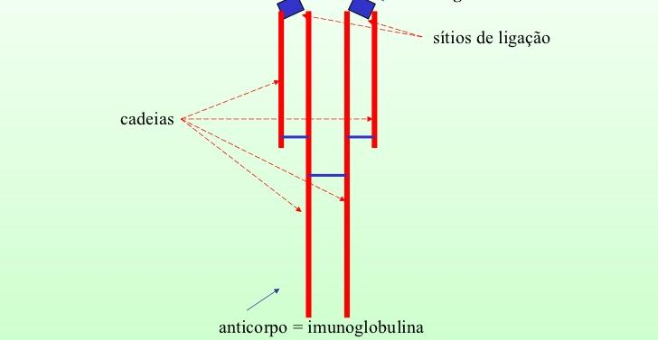 ESTRUTURA DOS ANTICORPOS: Cada anticorpo é constituídos por quatro