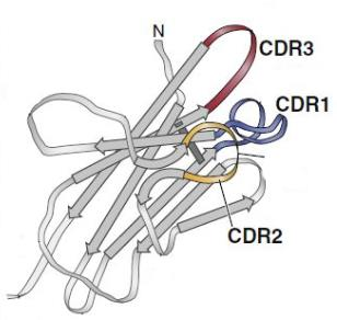 CDR Antígeno Regiões