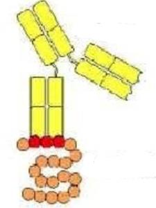 Determinante linear