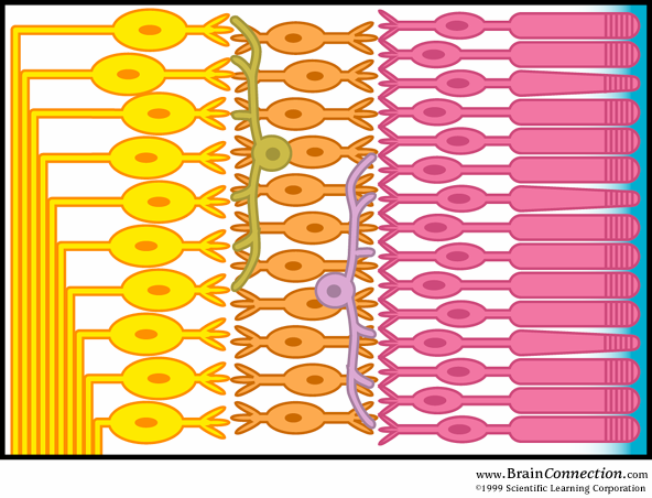 Como é constituída a retina? A retina é constituída por quatro camadas de células (fig.1).