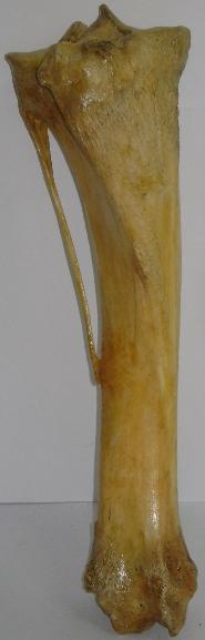 FÍBULA Está situada ao longo da borda lateral da tíbia e tem apenas contato restrito com o jarrete. Ela é mais delgada que a tíbia e não se articula com o fêmur.