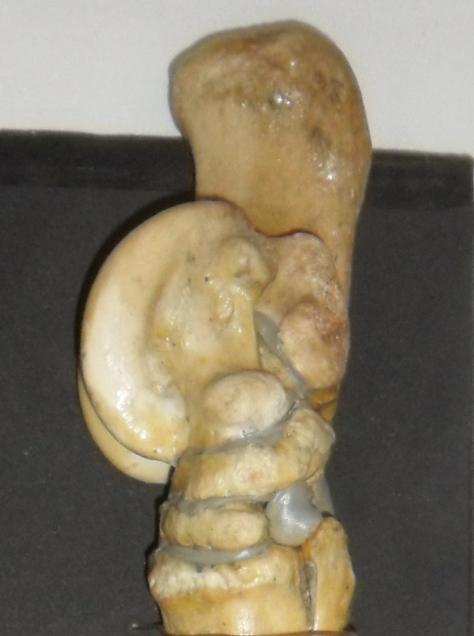 TARSO TIBIAL (ASTRÁGALO, TALUS): o osso é medial da 1 a fileira proximal, é de forma extremamente irregular. No bovino é relativamente longo e estreito.