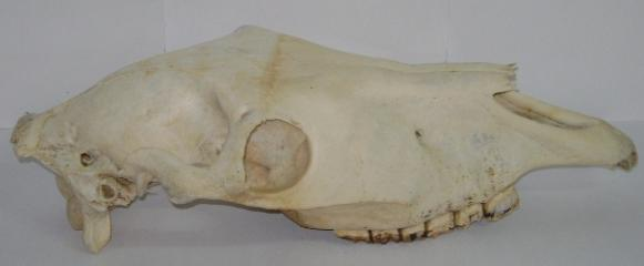 Na figura ao lado encontra-se o crânio de equino cujas suturas já desapareceram, exceto a sutura internasal.
