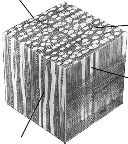 QUESTÃO 41 Considere a figura a seguir. Fonte: IAWA (1989) Qual estrutura está sendo evidenciada pela seta na figura? A) Par de pontuações areoladas com a presença de torus, entre duas fibras.
