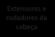 SISTEMA MIOFASCIAL Cabeça/Tronco Esternocleidomastoideo Extensores e