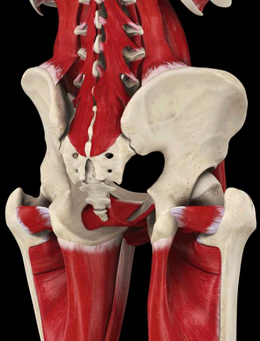 Tronco/Membro Inferior SISTEMA MIOFASCIAL Psoas Quadrado Lombar