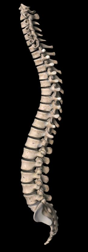 OSSOS Coluna Vertebral Cervical (7 Vertebras) Dorsal (12 Vertebras) Lombar