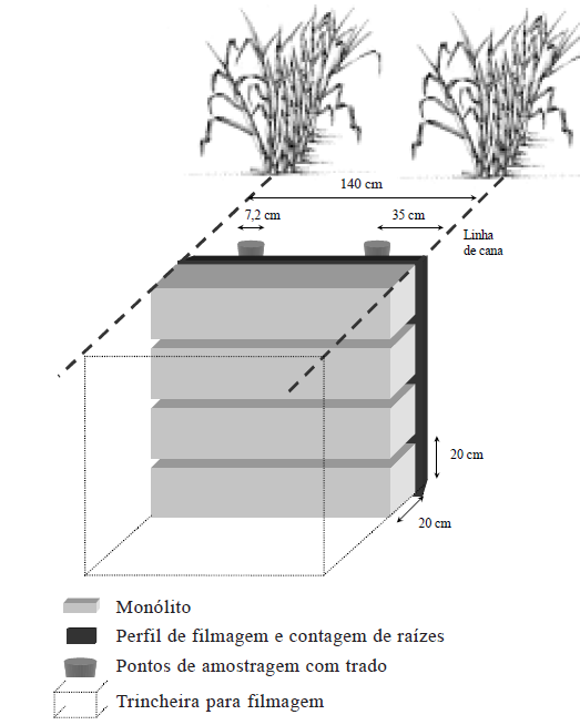 Método do monólito com quantificação de massa de raízes secas Esquema utilizado no campo para os