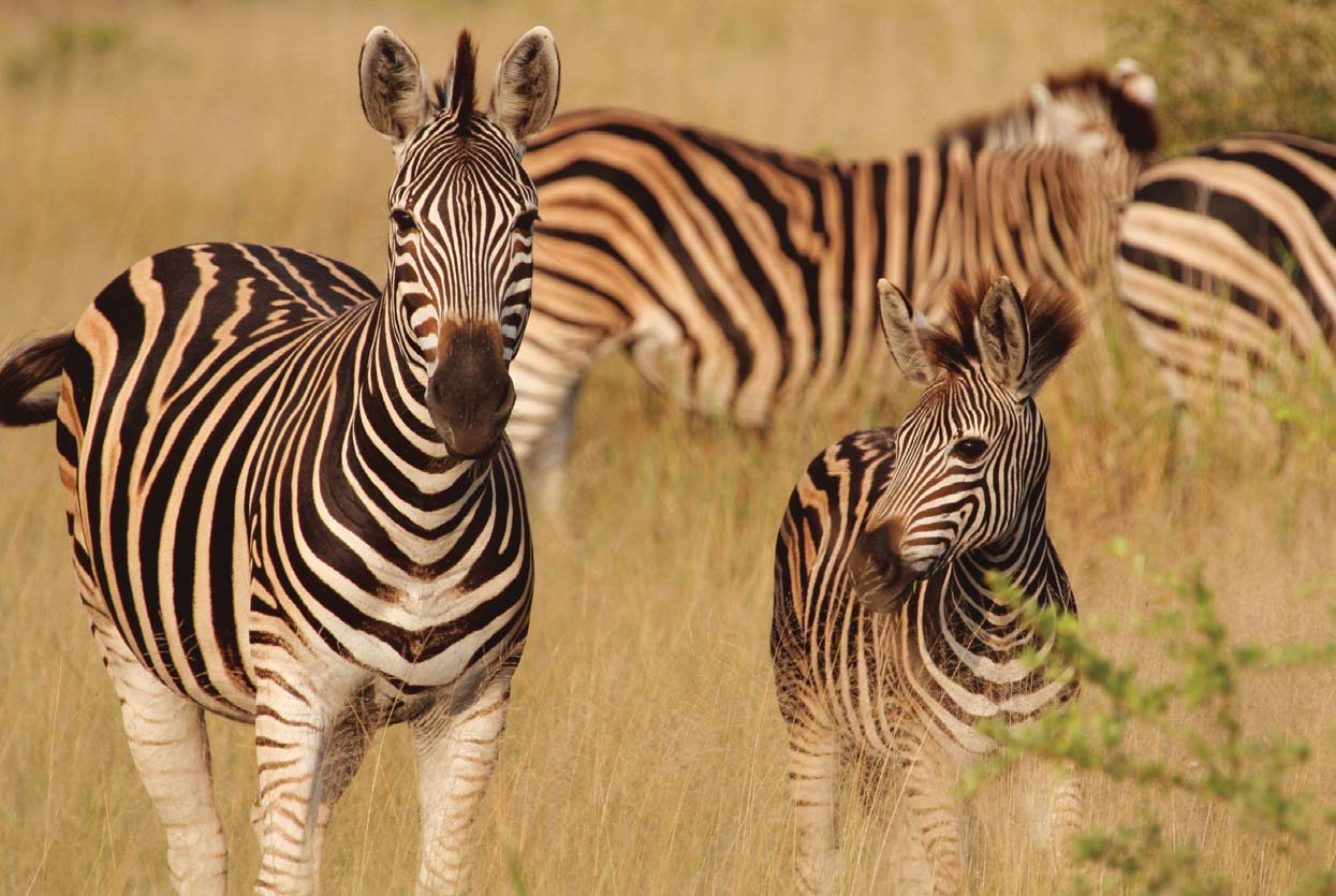 Voluntariado na África do Sul Uma visão geral