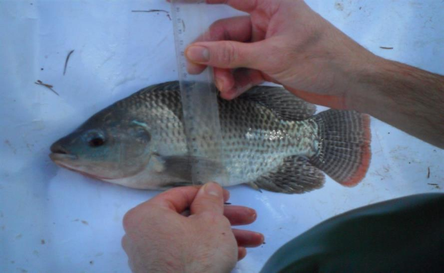 17 Os parâmetros avaliados durante as biometrias foram o peso, comprimento total, comprimento padrão, altura e largura dos peixes (Figura 15). FIGURA 15.