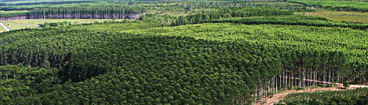 Plantios florestais executados pela indústria de ferro-gusa nos últimos 7 anos em Minas gerais 127.979 próprio fomento 91.929 0 20.000 40.000 60.000 80.000 100.000 120.000 140.