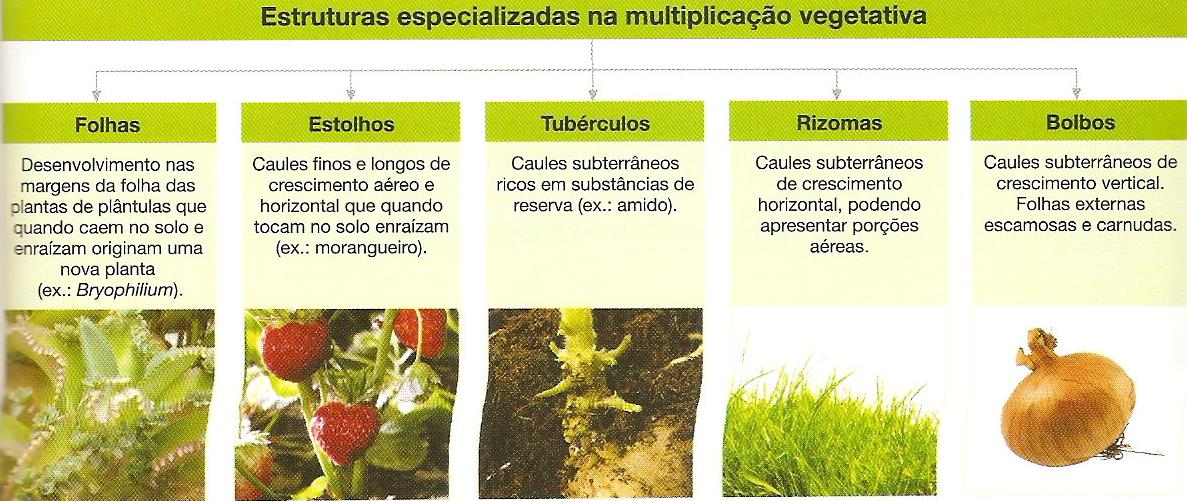 MULTIPLICAÇÃO