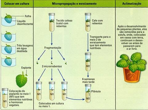 CLONAGEM EM PLANTAS: