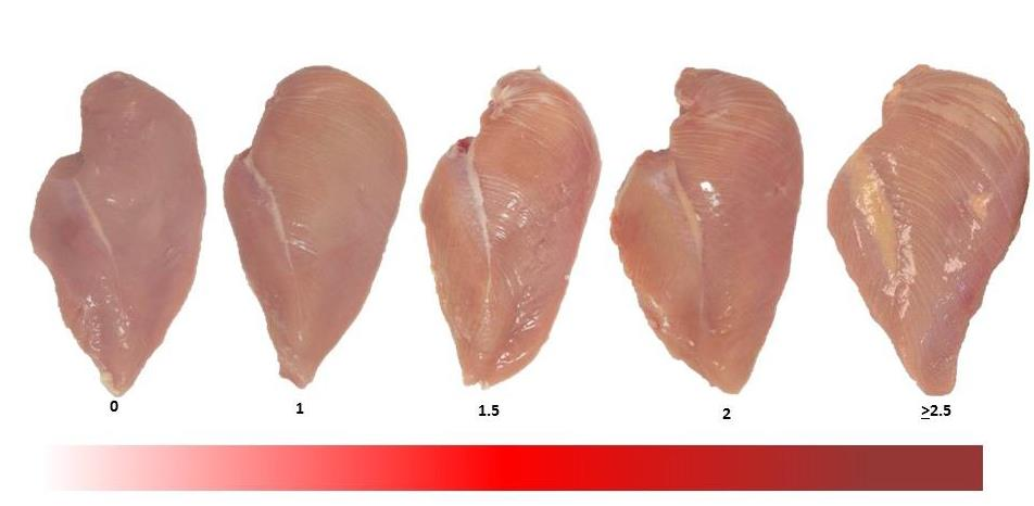 WHITE STRIPING Presença de estrias esbranquiçadas na superfície do músculo Pectoralis major de frangos pesados,