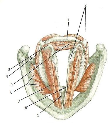 18 FIGURA 4: Musculatura Laríngea (vista superior) 1. Lâmina da cartilagem cricóidea; 2. Cartilagem aritenóidea; 3. Músculo cricoaritenóideo posterior; 4.